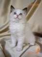 /album/artem-kates-kitty-pl/img-0165-jpg/