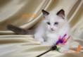 /album/artem-kates-kitty-pl/img-0306-jpg/