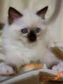 /album/aisza-kates-kitty-pl/img-0724-jpg/