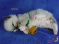 /album/bouli-kates-kitty-pl/p1090432-jpg/